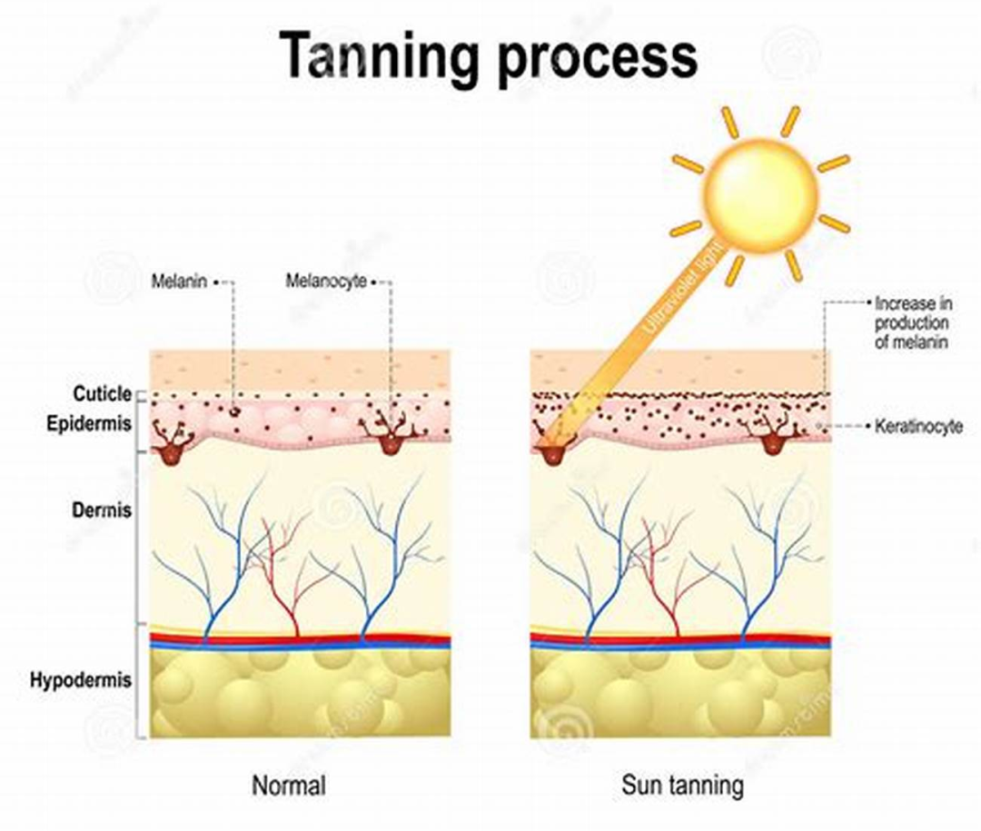 皮膚,黑色素細胞,角質層,角質細胞