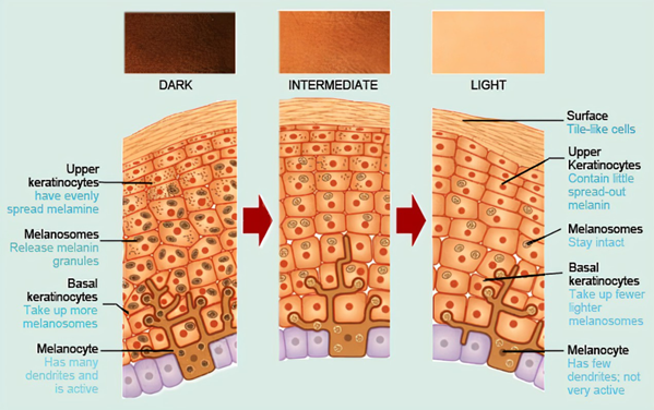 皮膚,黑色素細胞,角質層,角質細胞