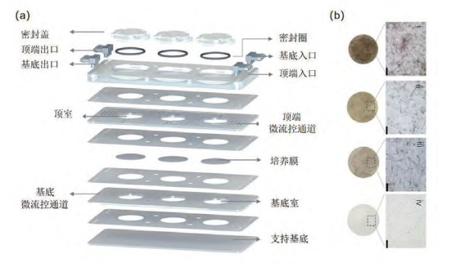 新型皮膚,芯片,化妝品安全,功效評價