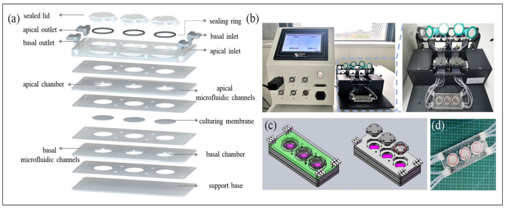 新型皮膚,芯片,化妝品安全,功效評價