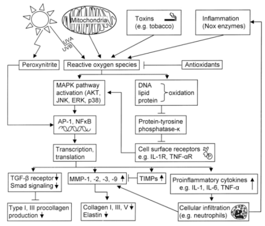 皮膚,抗衰,細胞,功效評估,去皺,抗初老,緊致
