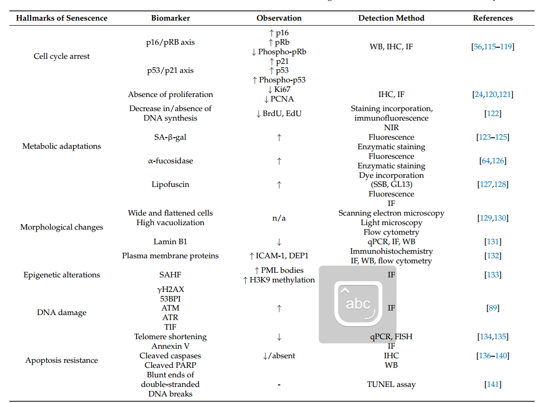 體外細胞培養,模型,化妝品抗衰,功效評價