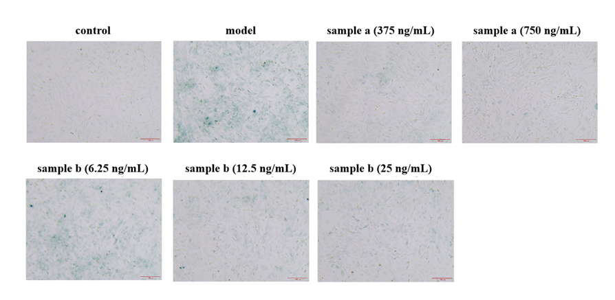 體外細胞培養,模型,化妝品抗衰,功效評價