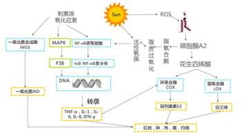 敏感肌,皮膚,敏感