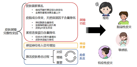 敏感肌,護(hù)理類產(chǎn)品,保濕,修護(hù),舒緩,功效,體外評價