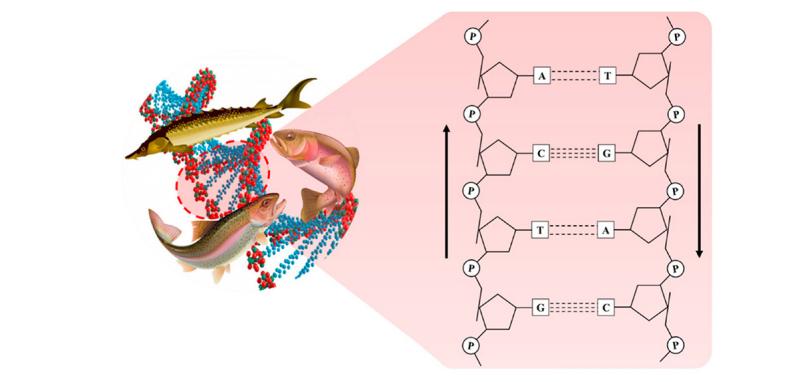 PDRN,再生醫(yī)學(xué),護(hù)膚前沿,皮膚微生態(tài),安全性評估
