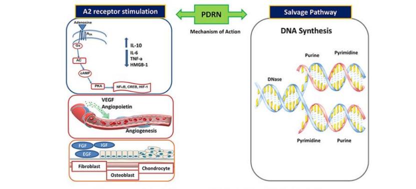 PDRN,再生醫(yī)學(xué),護(hù)膚前沿,皮膚微生態(tài),安全性評估