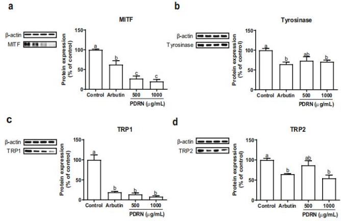 PDRN,再生醫(yī)學(xué),護(hù)膚前沿,皮膚微生態(tài),安全性評估