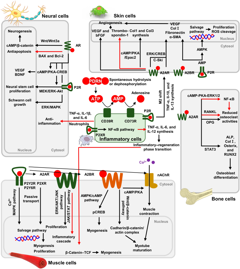 PDRN,再生醫(yī)學(xué),護(hù)膚前沿,皮膚微生態(tài),安全性評估