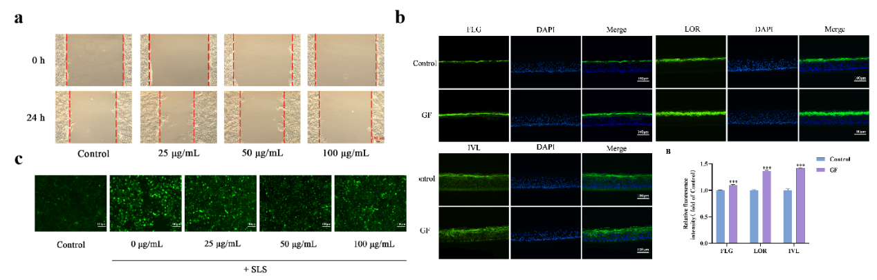 PDRN,再生醫(yī)學(xué),護(hù)膚前沿,皮膚微生態(tài),安全性評估