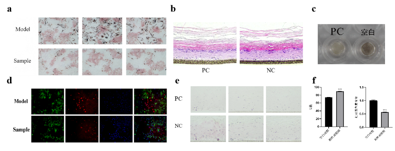 PDRN,再生醫(yī)學(xué),護(hù)膚前沿,皮膚微生態(tài),安全性評估